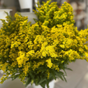Solidago