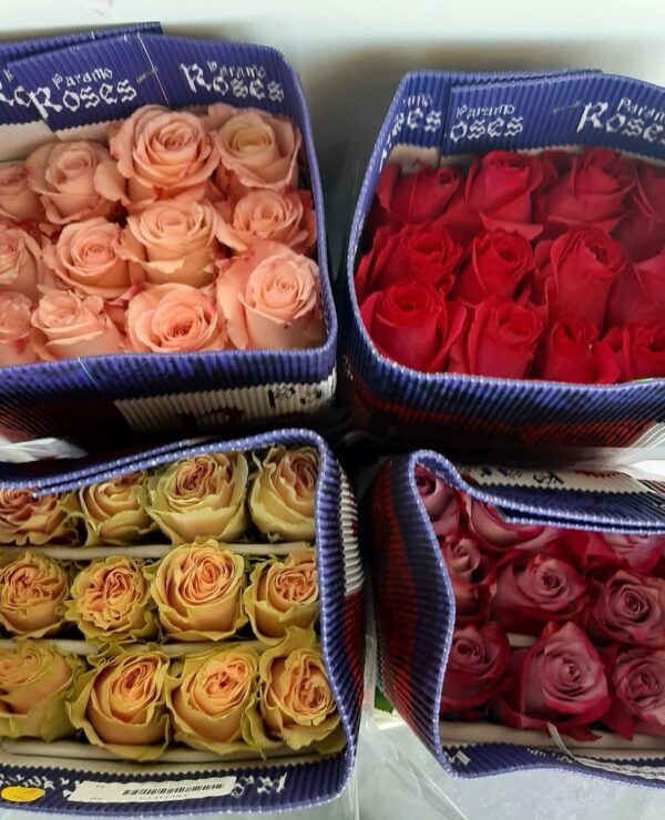 Paquete de rosas - Imagen 4