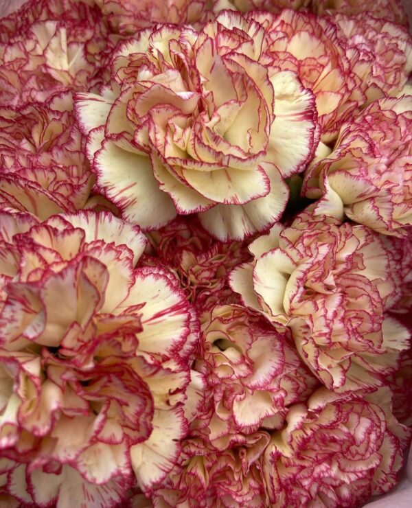 Paquete de rosas - Imagen 2