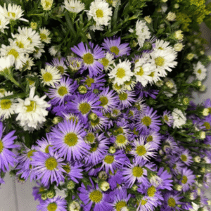 Flores Aster al por mayor