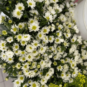 Aster al por mayor