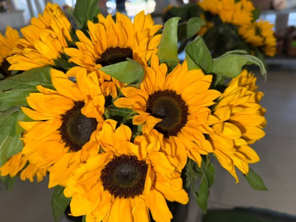 Girasoles al por mayor